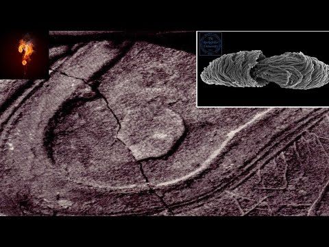 200 million year old shoe print found on lump of coal