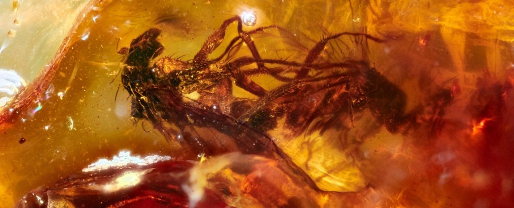 Amber Fossil Shows Two Trapped Flies that Died while Mating 41 Million Years Ago