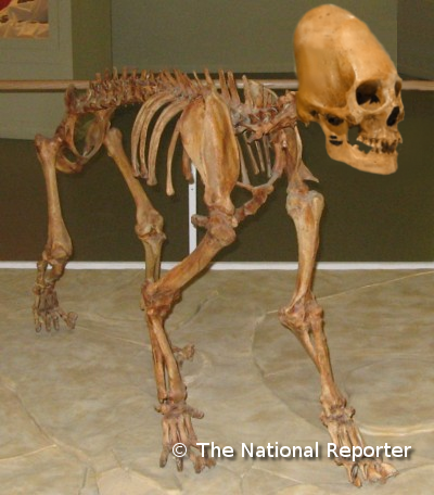 Skeletal remains of half-cat / half-human now on display in Cairo museum
