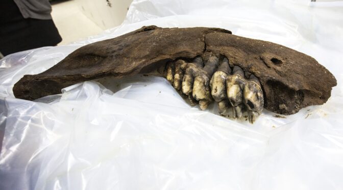 A Lowa teenager searching for Arrowheads finds a 30,000-year-old mastodon jawbone instead