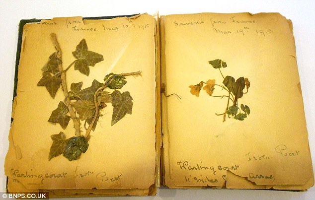 World oldest poppy goes on display to mark Remembrance Sunday