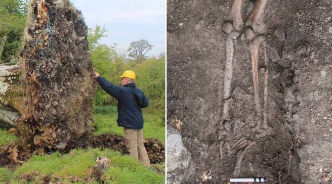 Uprooted tree reveals a violent death from 1,000 years ago