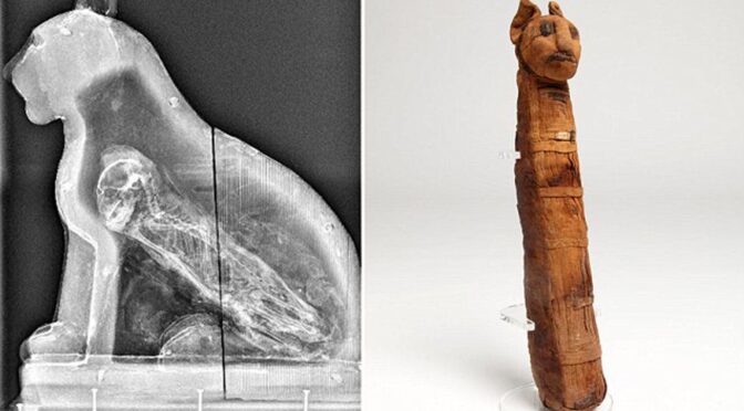 70 million animal mummies: Egypt’s dark secret