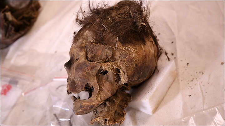 The Mongolian woman (pictured) is believed to have been aged between 30 and 40 when she died. Some skin and hair can be seen on her remains, which were wrapped in felt.