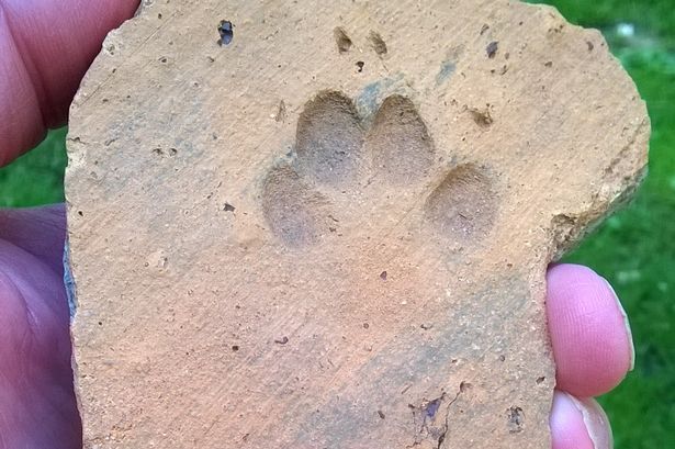 Cat's paw print found in Roman tile at Lincoln dig