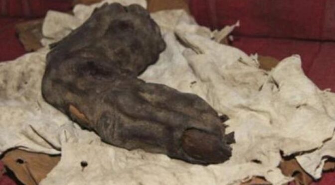 38 centimeter long finger found in Egypt left researchers clueless
