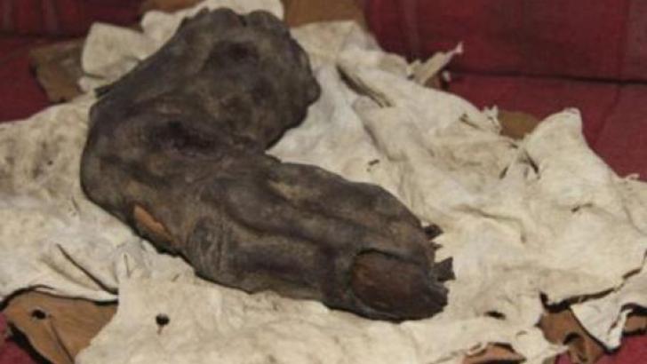 38 centimeter long finger found in Egypt left researchers clueless