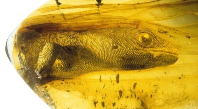This Gecko Has Been Trapped In Amber For 100 Million Years
