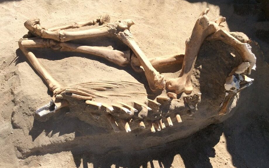 16,000-yr-old Ice Age Horse Found During Utah Family’s Backyard Renovation