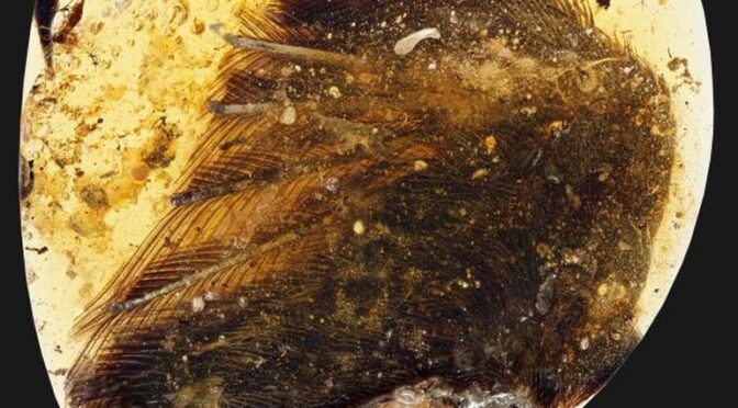 99 million year rare dinosaur-era bird wings found trapped in amber