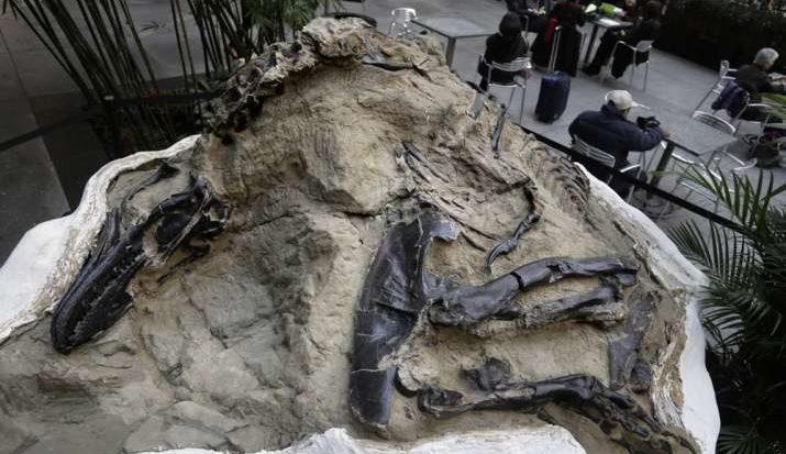 110-million-old rare species of ‘toothless dinosaur’ discovered in Australia