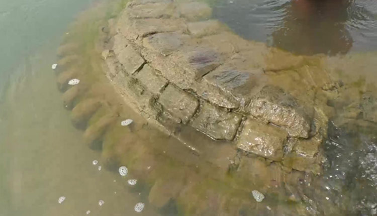 A 500-year-old temple submerged in the Indian state of Odisha's Mahanadi river resurfaces.