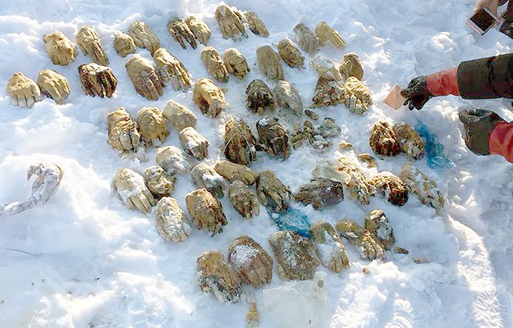 A mysterious bag containing 54 severed human hands found in Russia
