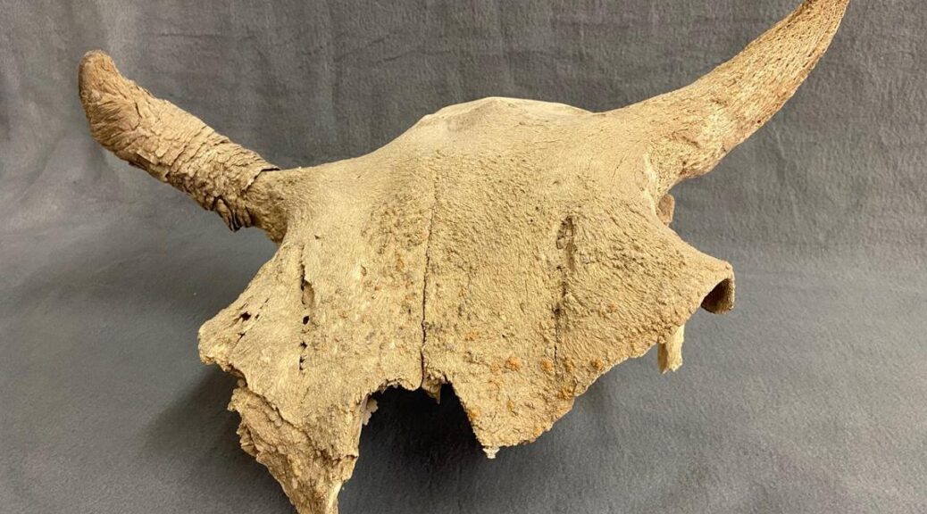 1,000-Year-Old Buffalo Jump Discovered in Wyoming