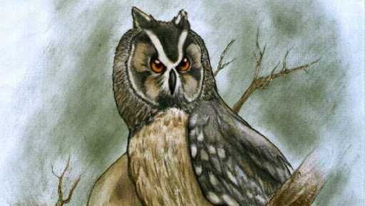 Fossil of giant owl that lived 40,000 years ago in Ecuador found