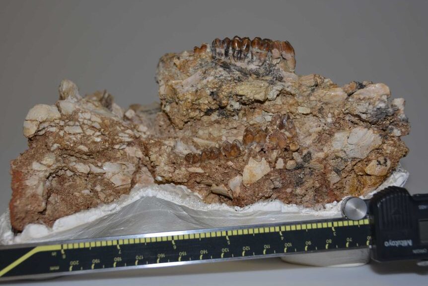 14,000-Year-Old Poop Found in Oregon Cave Turns Out to Be Human