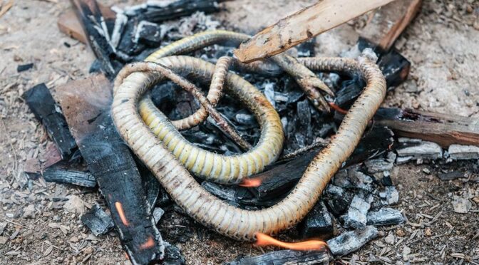 15,000 Years Ago, Humans in Israel Ate Snakes and Lizards