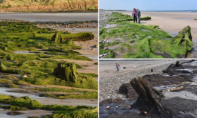North sea reveals forest buried for 7,000 years and human footprints