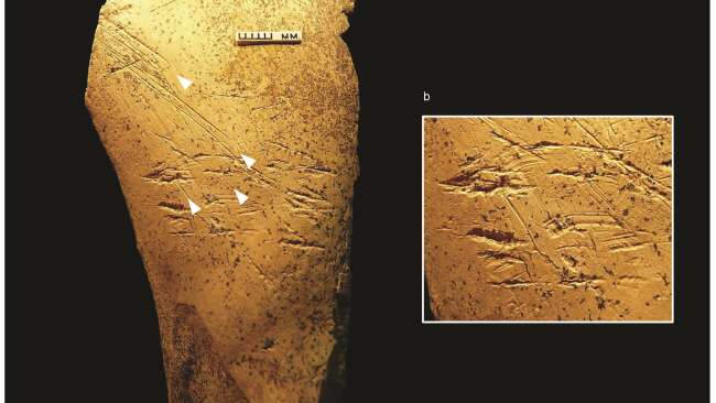 500,000-Year-Old Earliest European Bone Tools Found In UK