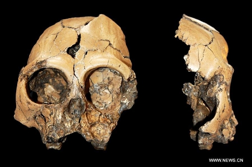 Rare 6-Million-Year-Old Skull of Juvenile Ape Discovered