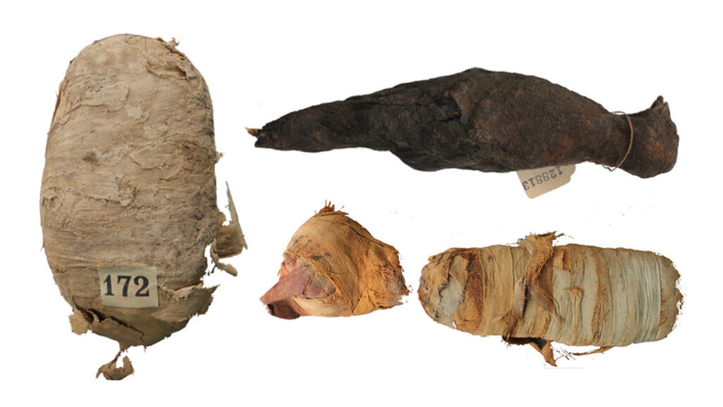 Ancient Egyptian Animal Mummies Viewed with High-Tech Tools