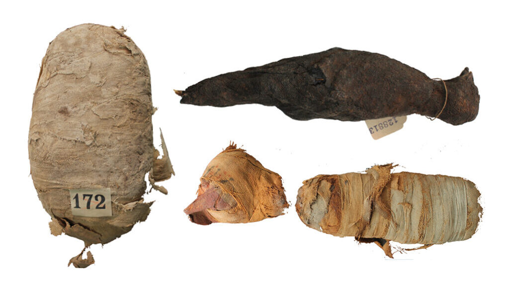Ancient Egyptian Animal Mummies Viewed with High-Tech Tools