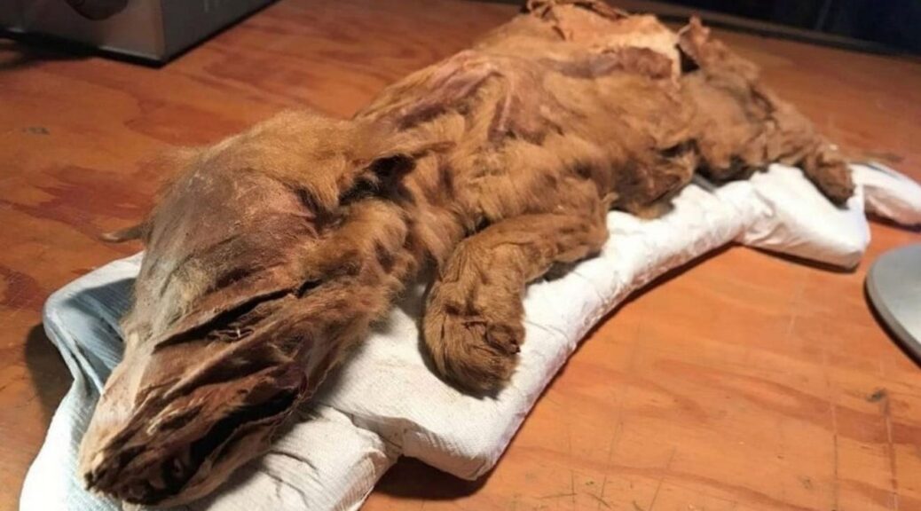 Miners Unearth 50,000-Year-Old Caribou Calf, Wolf Pup From Canadian Permafrost