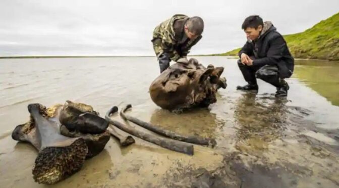 Woolly Mammoth Skeleton With Intact Ligaments Found in Siberian Lake