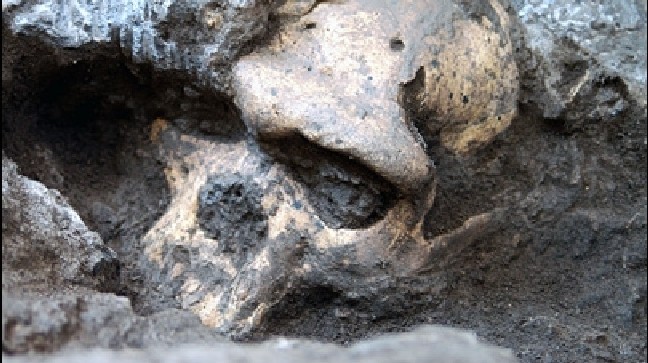 1.8-million-year-old skull gives a glimpse of our evolution