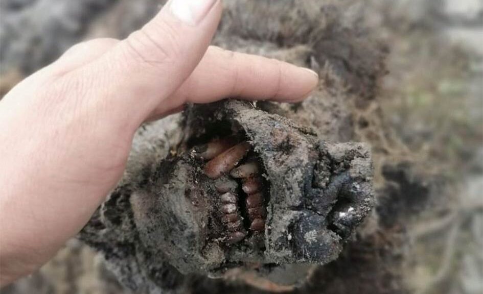 World-first Perfectly Preserved Ice age bear found in Russia