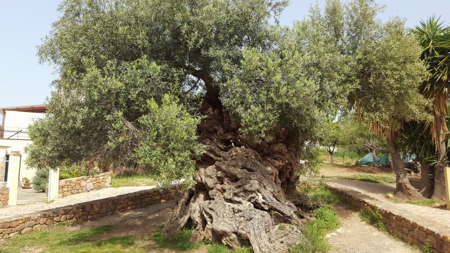 3,000-Year-Old World’s Oldest Olive Tree on the Island of Crete Still Produces Olives Today