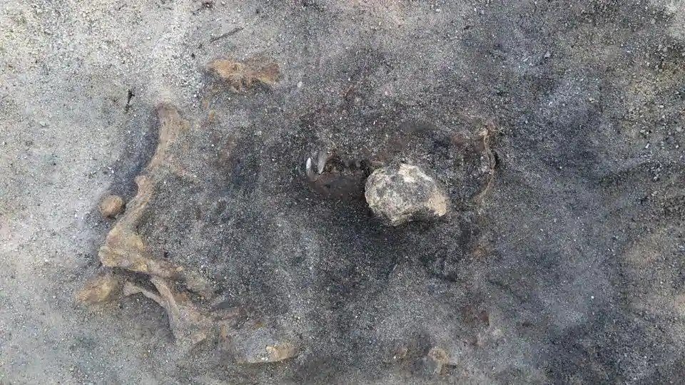 8,400 years old Dog Remain found at Stone Age burial site in Sweden