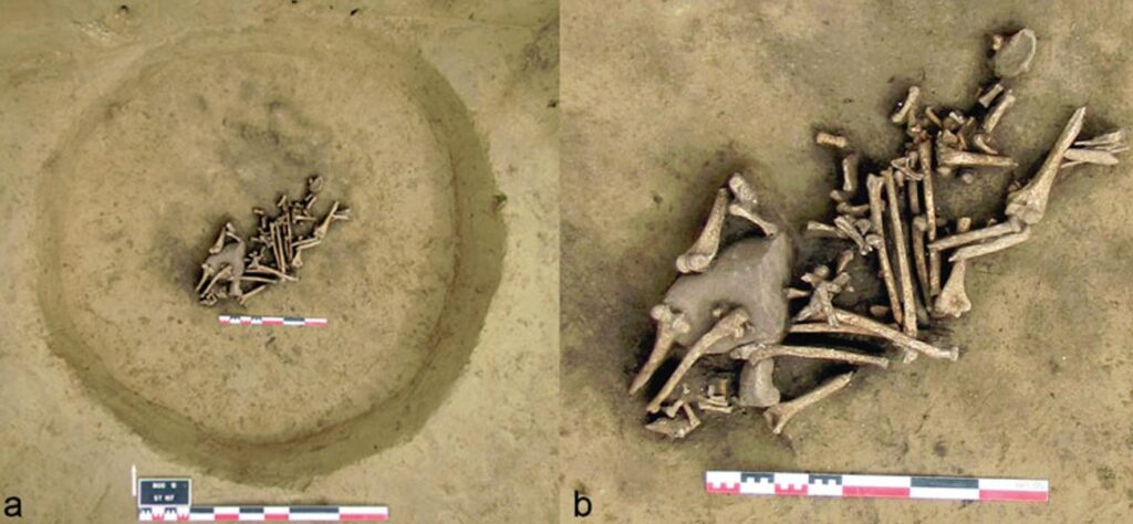 Pit of Amputated arms in France from 6,000 years ago suggest war and trophy taking