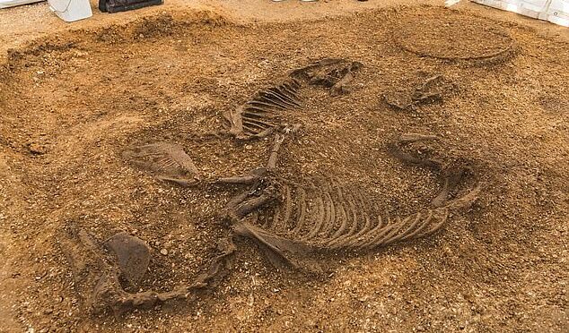 A Celtic warrior from 2,000 years ago buried in a chariot with weapons and ponies