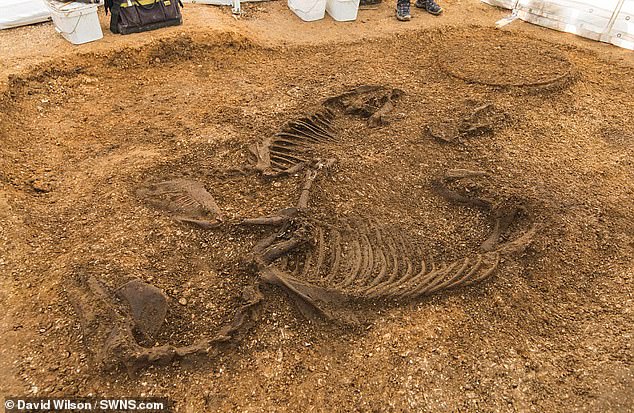 A Celtic warrior from 2,000 years ago buried in a chariot with weapons and ponies