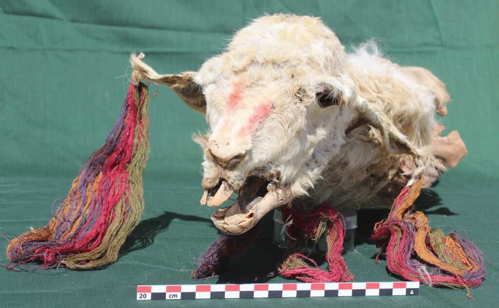 Sacrificial llamas found buried in Peru shed light on Incan rituals