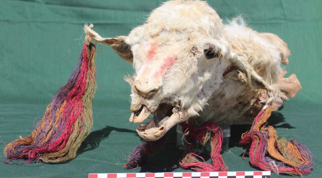 Sacrificial llamas found buried in Peru shed light on Incan rituals
