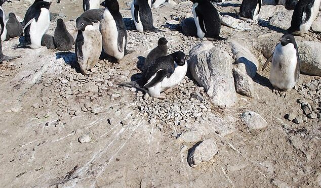 Scientist Unearths a Colony of Mummified Penguins in Antarctica