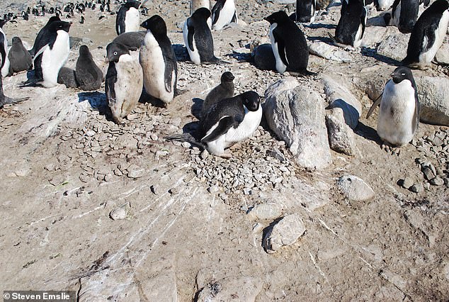 Scientist Unearths a Colony of Mummified Penguins in Antarctica