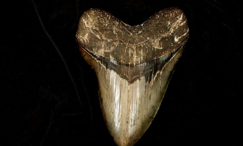 Unexpected: Scientists Find the Fossil of a 91-Million-Year-Old Shark in Kansas