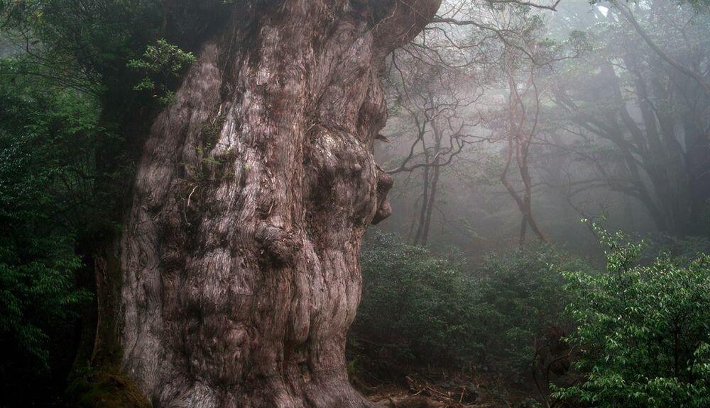 The World's 10 Oldest Living Trees