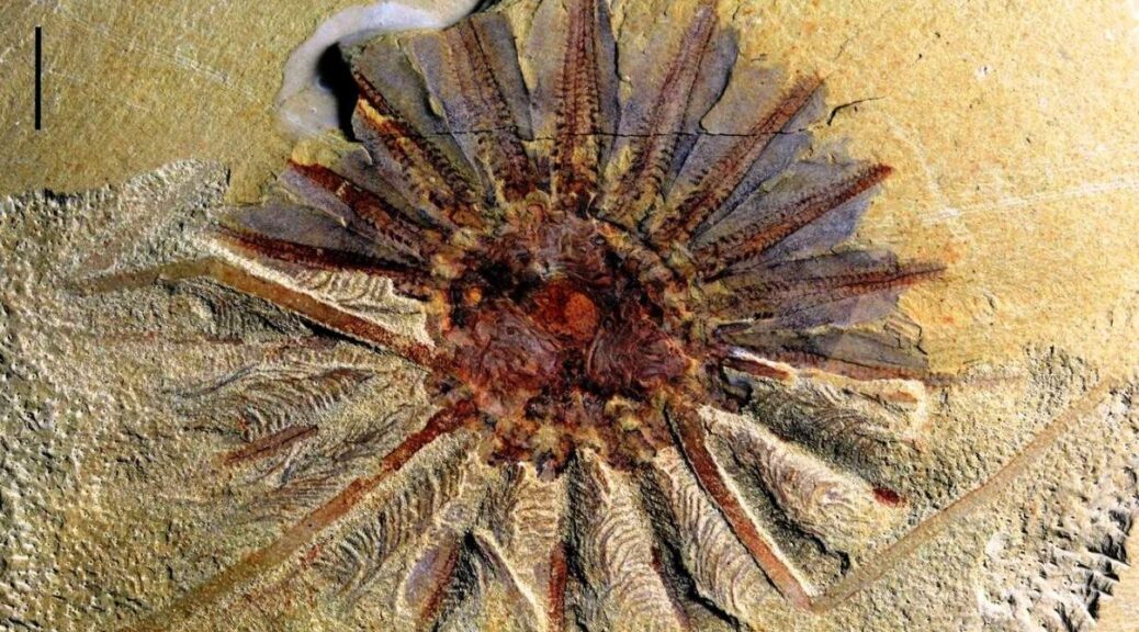 Mysterious 520 million-year-old sea monster with tentacles coming out of its mouth discovered
