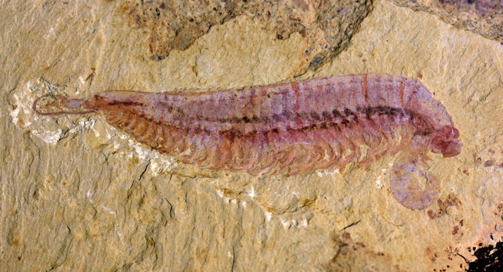 A 520-Million-Year-Old Five-Eyed Fossil Reveals Arthropod Origin