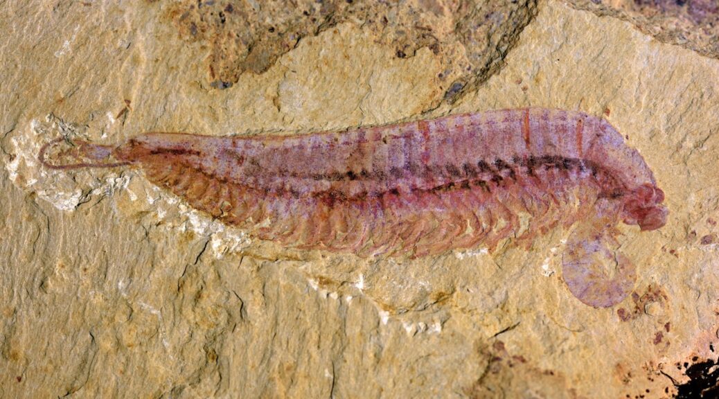 A 520-Million-Year-Old Five-Eyed Fossil Reveals Arthropod Origin