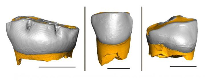 This is a 3D reconstruction of the three Neanderthal milk teeth analyzed in the study. Shown are (from left) the tooth found in the Fumane Cave; the one found in the Broion Cave; and the tooth found in the De Nadale Cave.