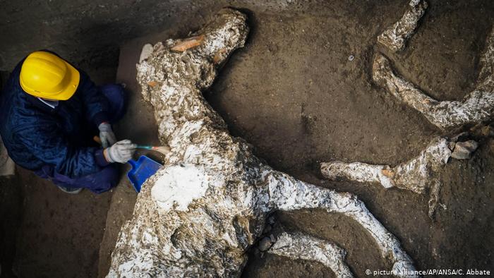 Petrified Horse with saddle and harness unearthed intact in a stable near Pompeii