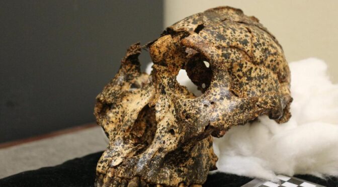 Skull of two-million-year-old human ‘cousin’ unearthed in South Africa