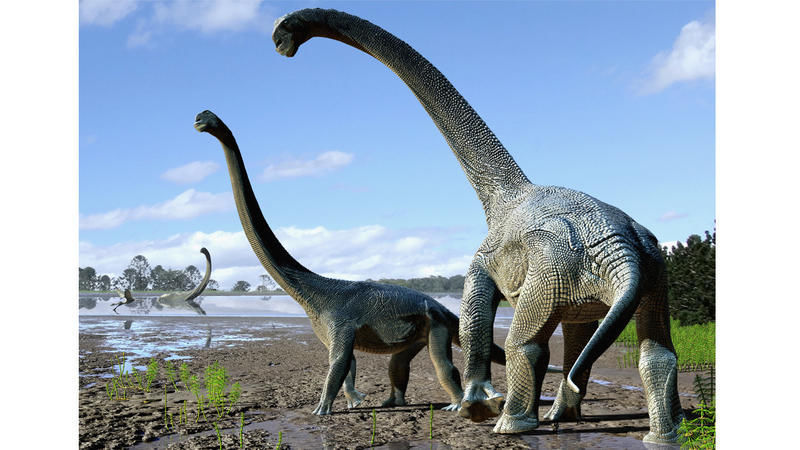 Mom's Phone Call Helps Uncover Oldest Long-Necked Dinosaur on Record