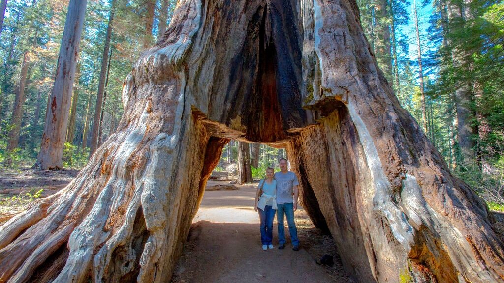 THE PIONEER CABIN TREE OLDER THAN 1,000 YEARS HAS FALLEN AFTER A VIOLENT STORM THAT HIT CALIFORNIA