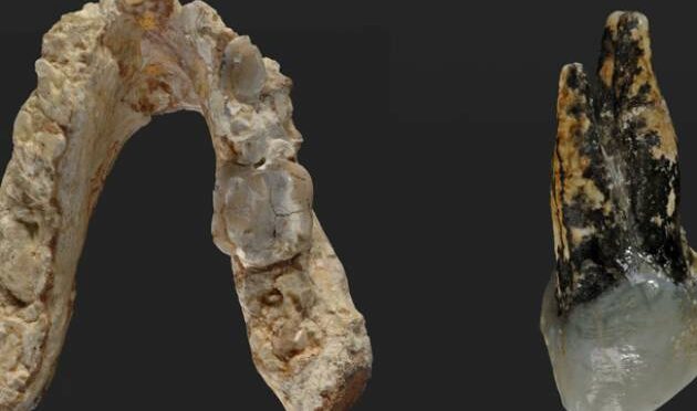 7.2 million-year-old Pre-human fossil suggests mankind arose in Europe, not Africa